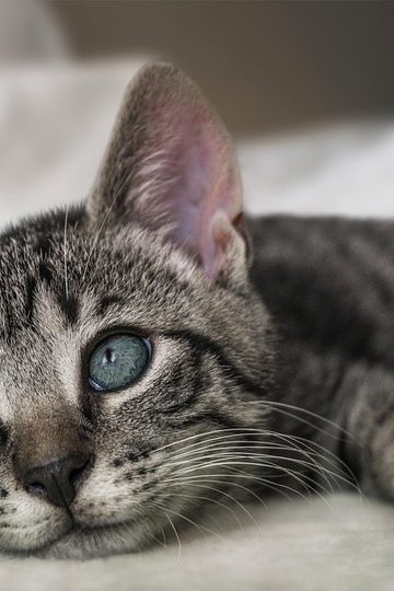 Unraveling The Phenomenon Of Angry Cat Meme GIFs: A Deep Dive-