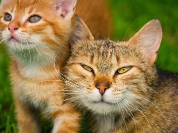 The internet has moved beyond cats. Screaming sea lions are the new mascot