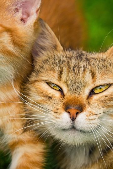 The internet has moved beyond cats. Screaming sea lions are the new mascot