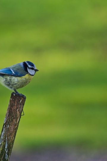 There’s a rash of scam spam coming from a real Microsoft address