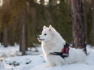 Billings man using drones and thermal cameras to find lost pets