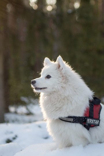 Billings man using drones and thermal cameras to find lost pets