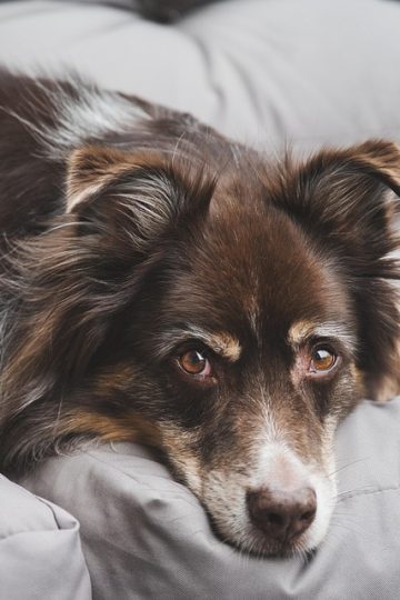 Dog Has Eyes Set on Cake in Funny Video