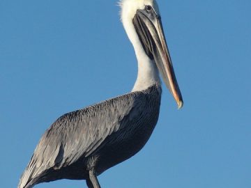 Social Security email scam targets viewers