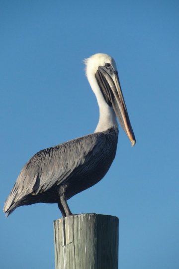 Social Security email scam targets viewers