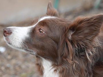 Pets of the week: Both Kai and Jamie are calm and relaxed