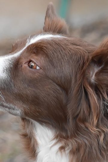 Pets of the week: Both Kai and Jamie are calm and relaxed