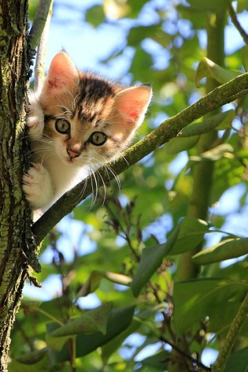 Pet anxiety is rising, but who is more anxious — pets or their owners? – Action News Jax