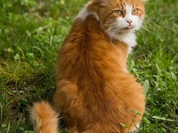 These 50 Cat Memes Are Exactly What The Internet Needed Today