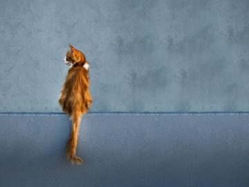 If You Can’t Think Of A Better Way To Spend Your Time Than Looking At Cat Memes, These 115 Posts Are For You