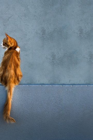 If You Can’t Think Of A Better Way To Spend Your Time Than Looking At Cat Memes, These 115 Posts Are For You