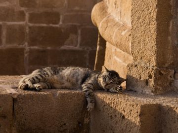 Your pets may feel like family, but can you claim them as dependents on your tax return?