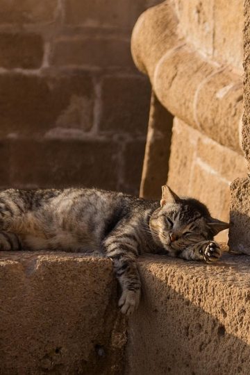 Your pets may feel like family, but can you claim them as dependents on your tax return?