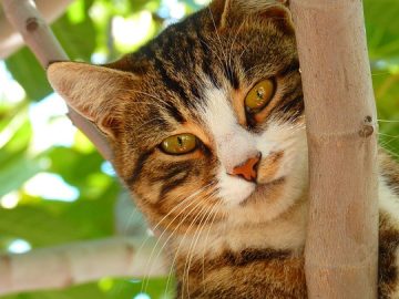 45 Feel-Good Cat Memes From ‘A Cat Named Snowflake’