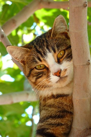 45 Feel-Good Cat Memes From ‘A Cat Named Snowflake’