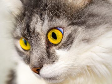 Thailand national election 2026: Voters head to the polls in high-stakes election