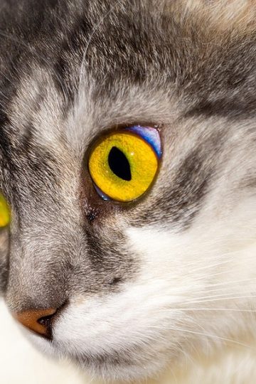 Thailand national election 2026: Voters head to the polls in high-stakes election