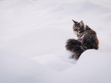 Orlando residents armor pets after coyotes attack animals