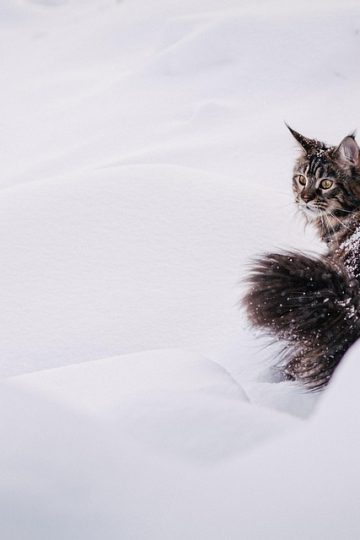 Orlando residents armor pets after coyotes attack animals