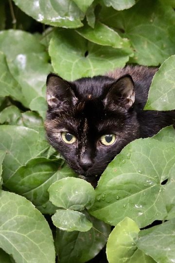 This White Cat’s Meme Game Is Strong, And Here Are 45 Hilarious Pieces Of Proof