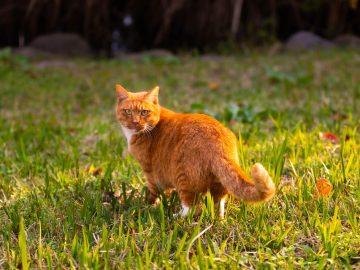 Shoppers Say They ‘Could Not Be Happier’ With Quince’s  ‘Elegant’ Pet Accessory