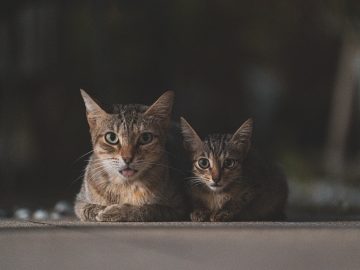 Dogs vs cats: How pets influence  home allergens