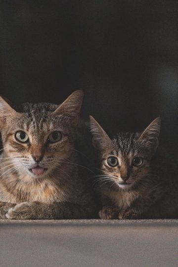 Dogs vs cats: How pets influence  home allergens