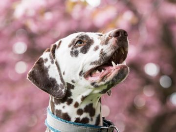 Vet delivers impressions of different dog breeds reacting to snow with delightful accuracy
