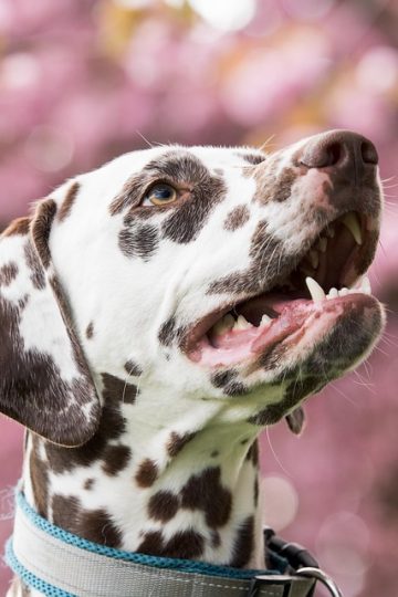 Vet delivers impressions of different dog breeds reacting to snow with delightful accuracy