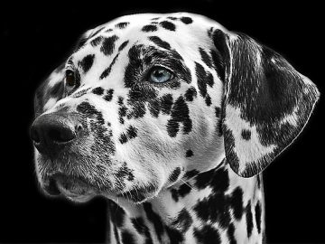 Dog Wants to Watch Seinfeld by Himself in Funny Video