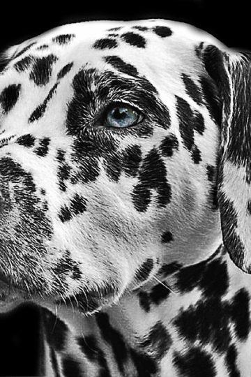 Dog Wants to Watch Seinfeld by Himself in Funny Video