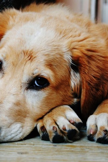 Bernese Mountain Dog Puppy’s Funny Way of Sitting Is Legit Internet Gold