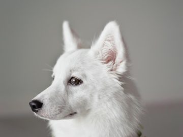 Watch This Hilarious Australian Shepherd ‘Smiting’ Humans with a Toy Sword!