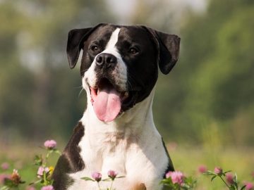 I Double Dog Dare You To Keep A Straight Face While Looking At These 30 Pictures That Are Physically Impossible Not To Laugh At