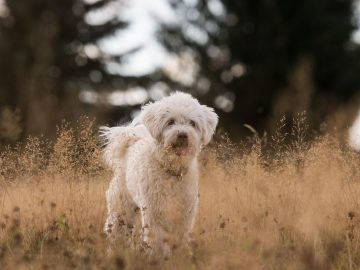 OPB’s First Look: How Oregon became pet-friendly