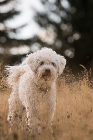 OPB’s First Look: How Oregon became pet-friendly