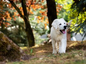 Dog Surprisingly Walks Super Slow in the Rain in Funny Video