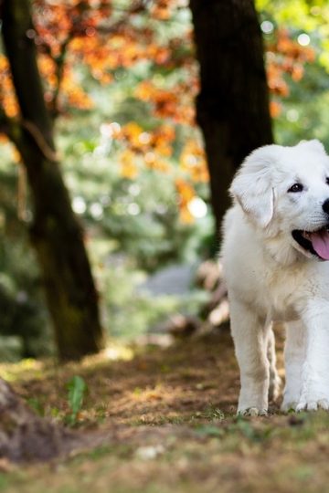 Dog Surprisingly Walks Super Slow in the Rain in Funny Video