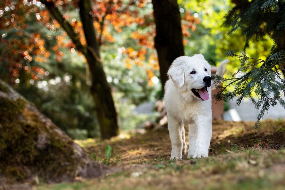 Dog Surprisingly Walks Super Slow in the Rain in Funny Video