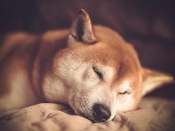 Affectionate Rescue Dog Demands Pets From His Foster Mom in the Cutest Way