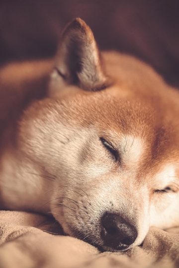 Affectionate Rescue Dog Demands Pets From His Foster Mom in the Cutest Way