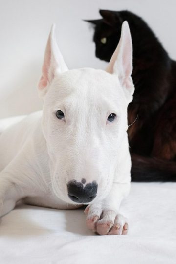 Dog thinks Eleven is calling her in hilarious Stranger Things reaction