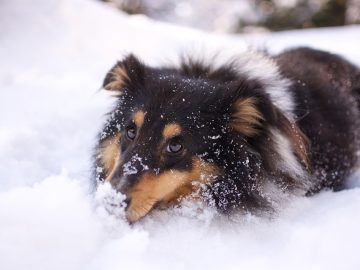 Dog is adorably jealous of brother getting more attention in hilarious viral video