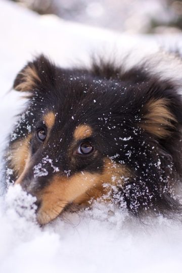 Dog is adorably jealous of brother getting more attention in hilarious viral video