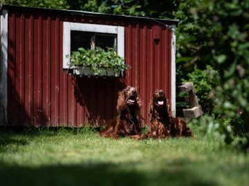 Dog wakes owner at 1am for a hilarious reason she never saw coming (video)