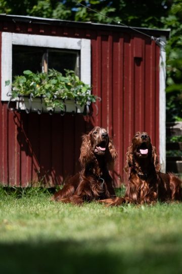 Dog wakes owner at 1am for a hilarious reason she never saw coming (video)
