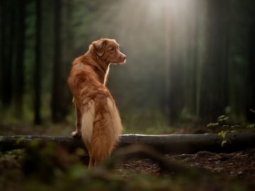 Tiny Dog’s Hilarious Mailman Reaction That Has Everyone Laughing