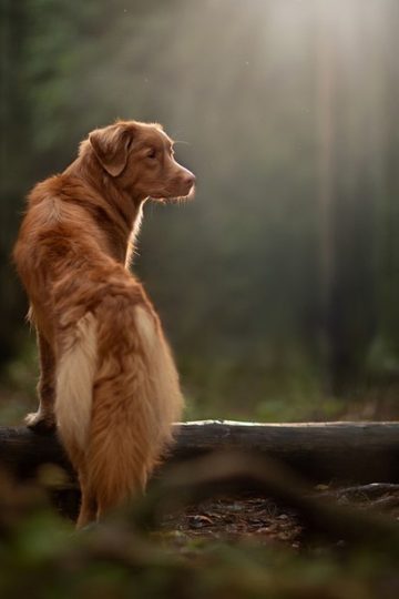 Tiny Dog’s Hilarious Mailman Reaction That Has Everyone Laughing