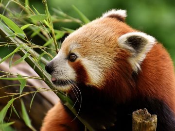 Larry trips a photographer; cat memes; Filou the cat escapes camper in Spain, walks 155 miles home to France; and lagniappe (3!) – Why Evolution Is True