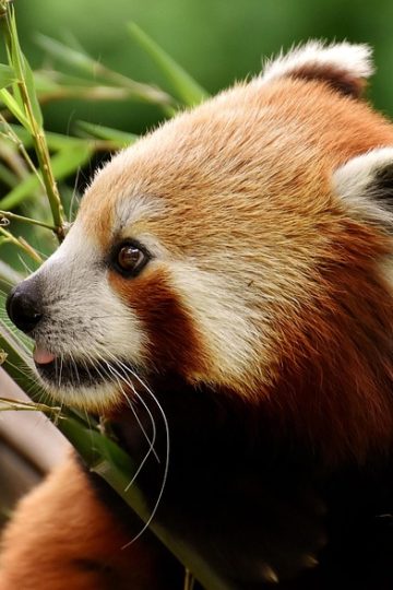 Larry trips a photographer; cat memes; Filou the cat escapes camper in Spain, walks 155 miles home to France; and lagniappe (3!) – Why Evolution Is True